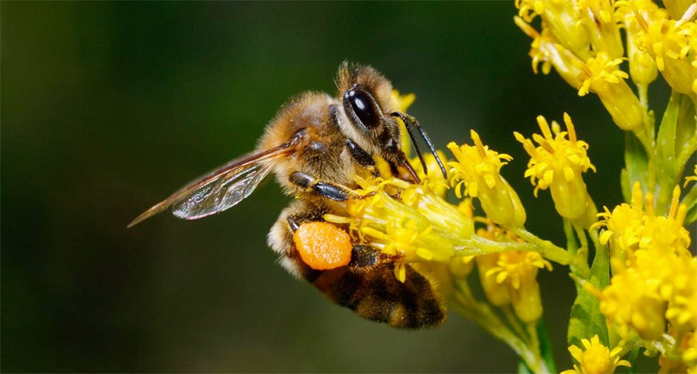 Insectos Beneficiosos En Agricultura Polinizadores La Voz Del Campo 0458