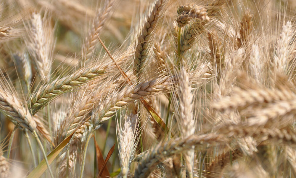 Cultivo de trigo en Texcoco, Estado de México. Foto: Fernando Morales/CIMMYT