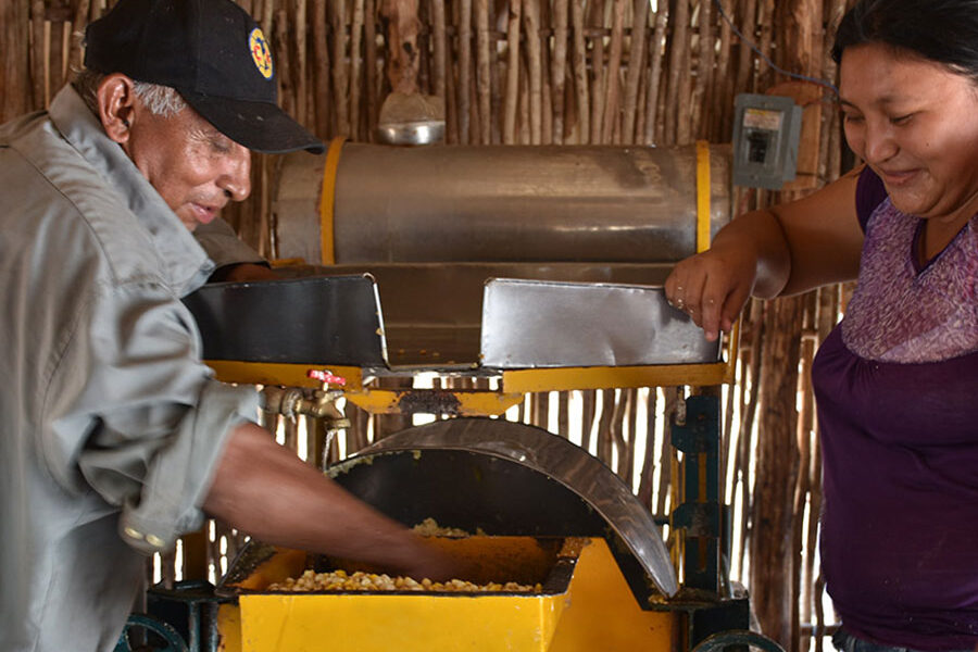 Molienda de maíz nixtamalizado en Yucatán, México. (Foto: Fernando Morales/CIMMYT)