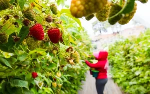 El mercado internacional de berries va en aumento, lo que representa una oportunidad para los productores locales. EL INFORMADOR/Archivo