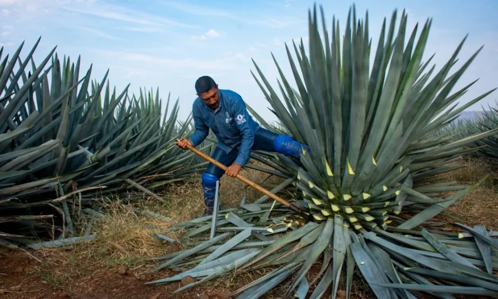 La jima del agave. Foto EE: Especial.