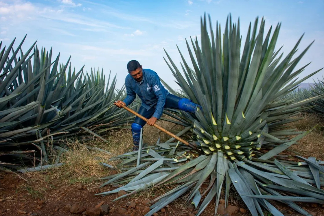 La jima del agave. Foto EE: Especial.