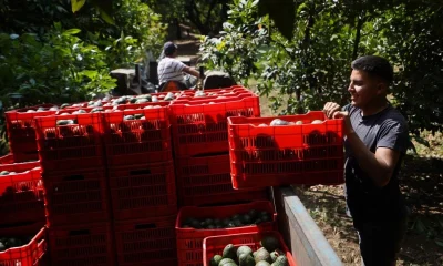 Aguacateros de Michoacán alistan productos para exportación en febrero de 2022. Foto: Cuartoscuro