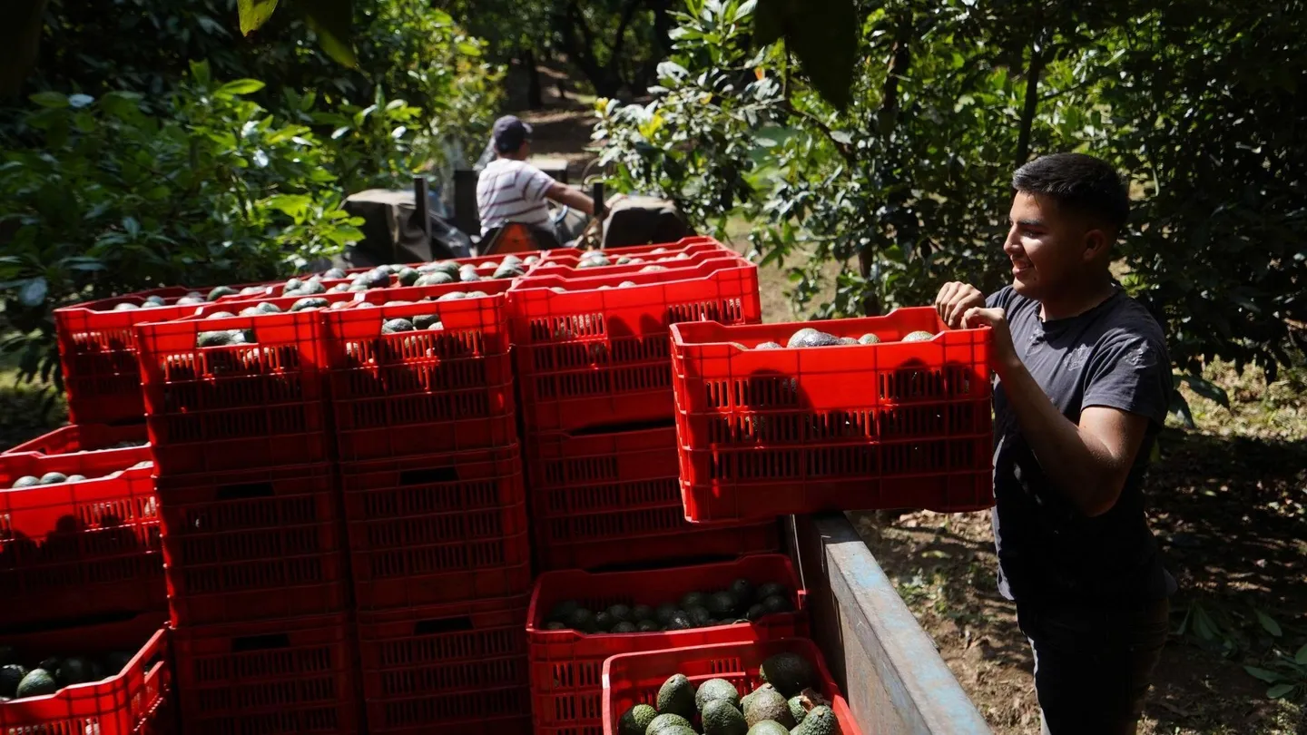 Aguacateros de Michoacán alistan productos para exportación en febrero de 2022. Foto: Cuartoscuro