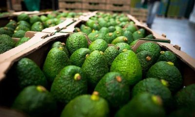 Palta chilena