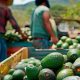 a producción de aguacate es de gran relevancia para México, por el valor económico de la producción y los empleos que genera