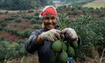 Cultivan aguacate en provincia China