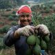 Cultivan aguacate en provincia China