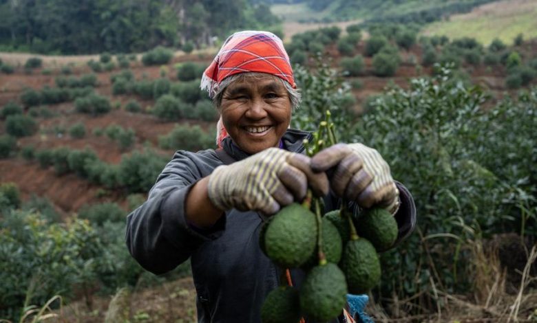 Cultivan aguacate en provincia China