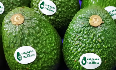 Aguacates de Colombia