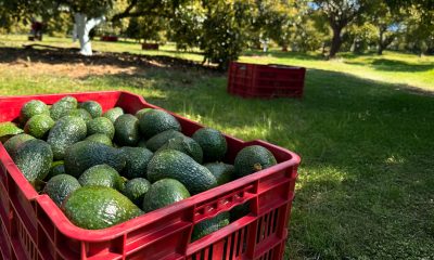 Los aguacates lideran el crecimiento del valor de las importaciones mexicanas
