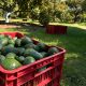 Los aguacates lideran el crecimiento del valor de las importaciones mexicanas