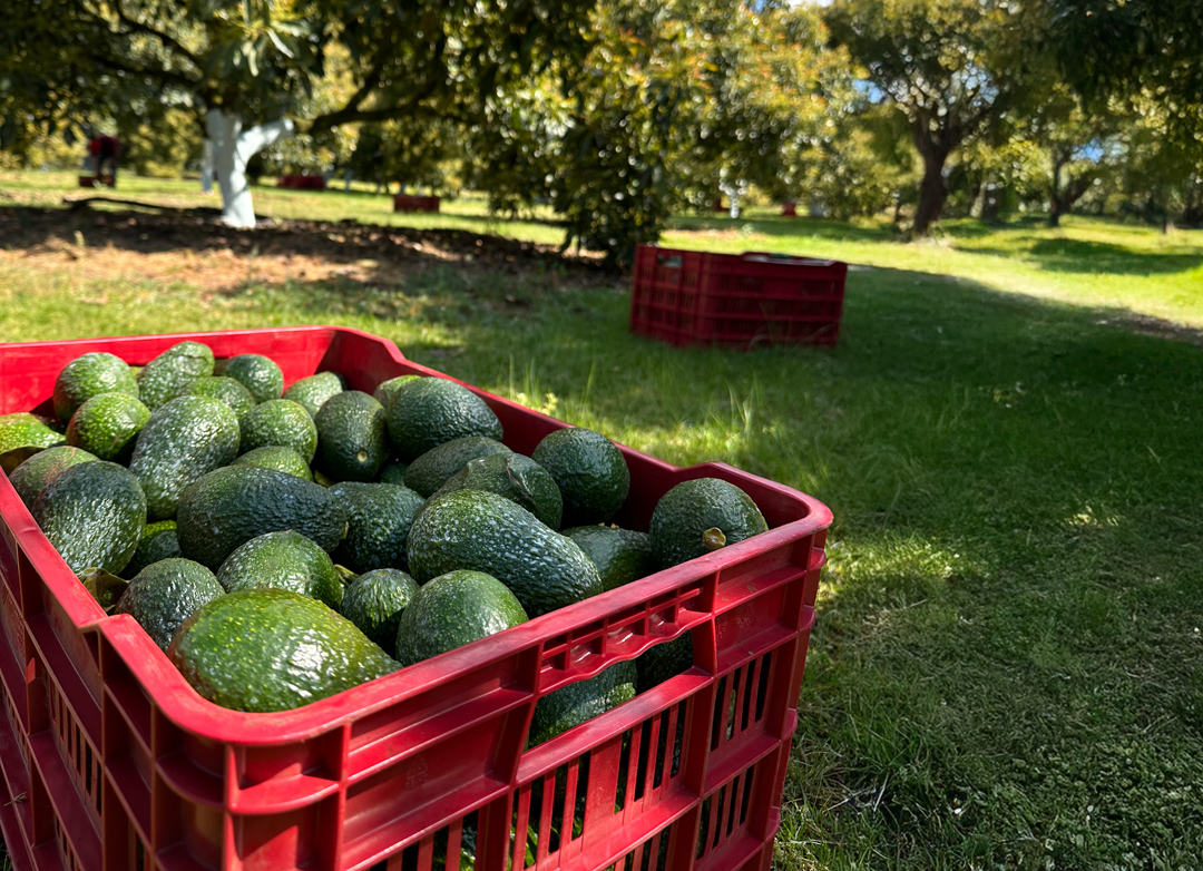 Los aguacates lideran el crecimiento del valor de las importaciones mexicanas