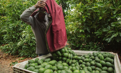California espera una de sus mayores cosechas de aguacate en una década