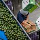 Apeam Aguacates de Mexico