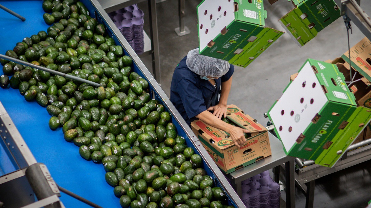 Apeam Aguacates de Mexico